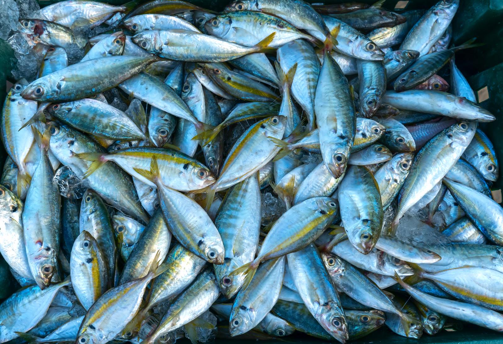 Cappon magro