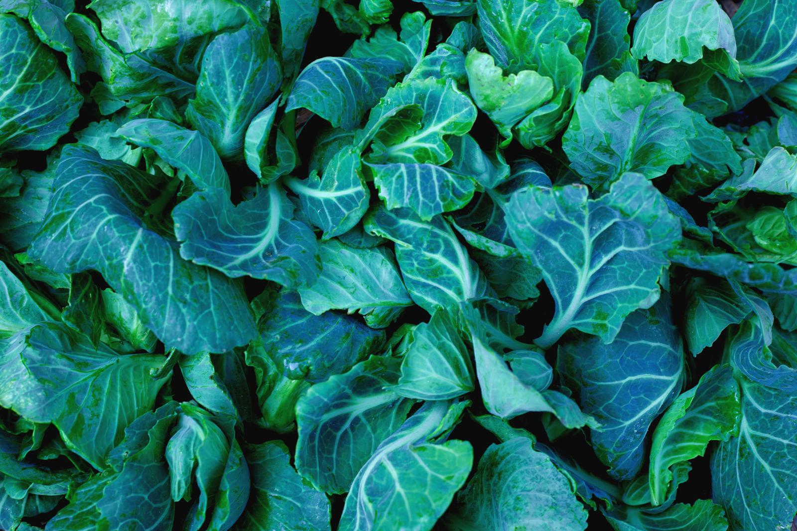 Chips di cavolo nero