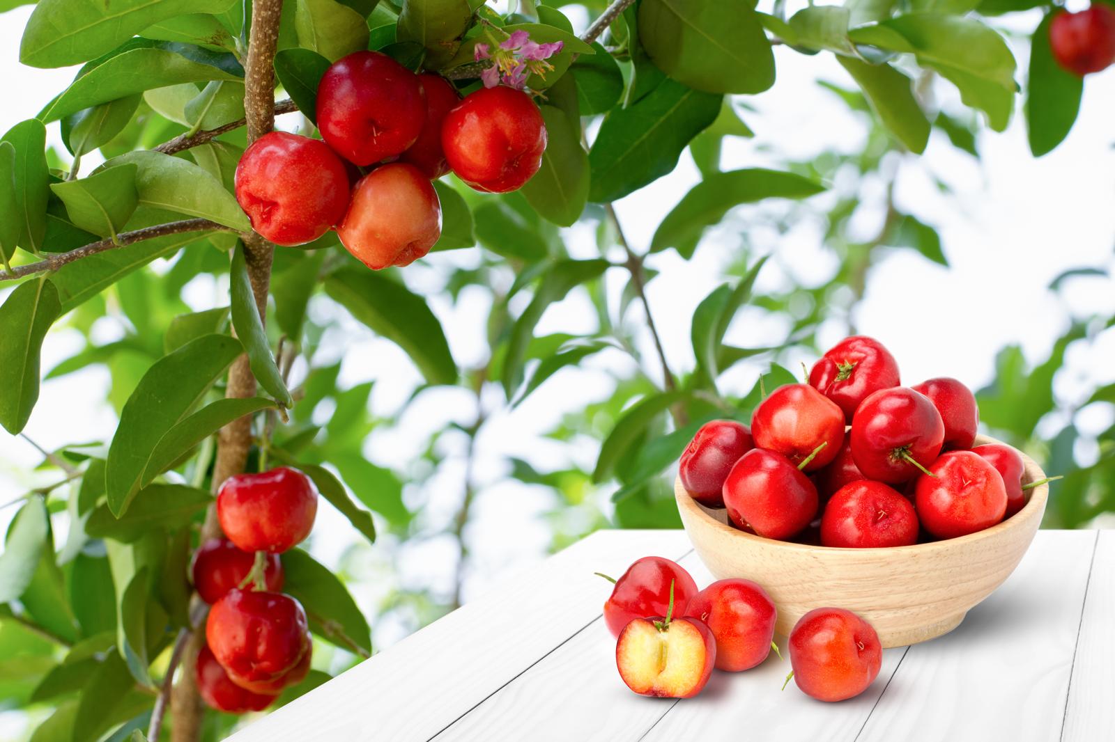Marmellata di amarene