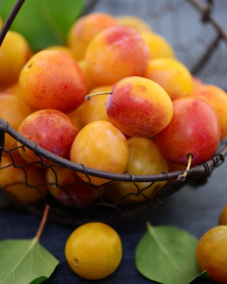 Marmellata di prugne