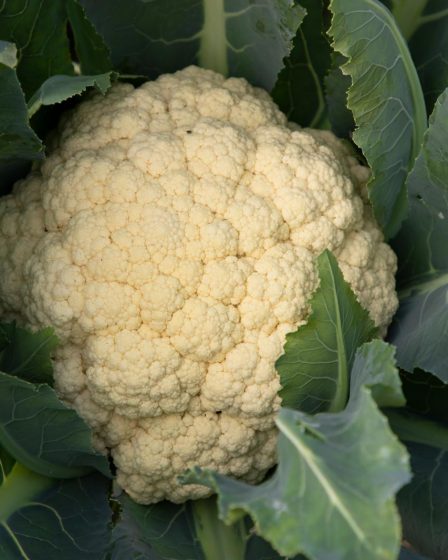 Sformato di cavolfiore