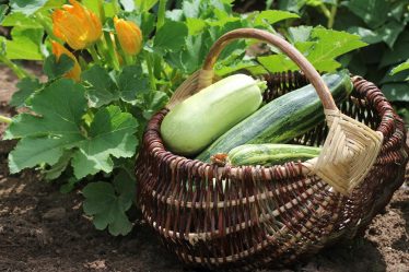 Tortino di zucchine