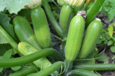 Zucchine marinate
