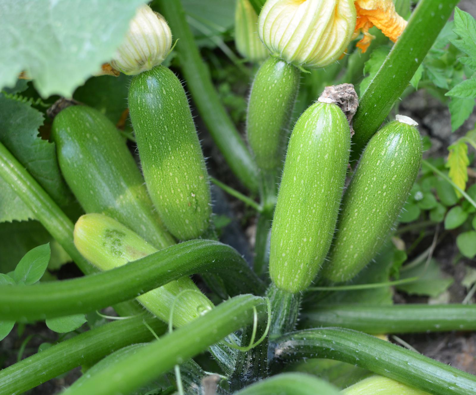 Zucchine marinate